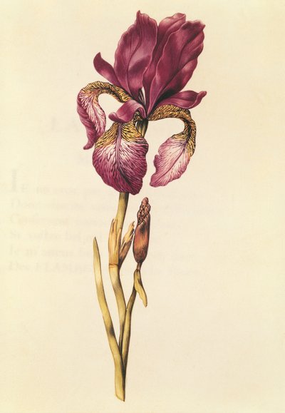 Iris, from 